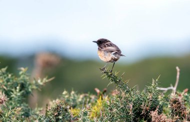 Male European Stonechat perched on a branch. Spain clipart