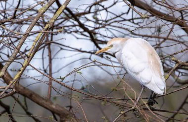  Dal dalları arasında bir ağaca tünemiş sığırlar.