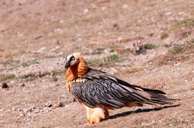 Sakallı Akbaba, Pireneler 'de Gypaetus Barbatus, İspanya.