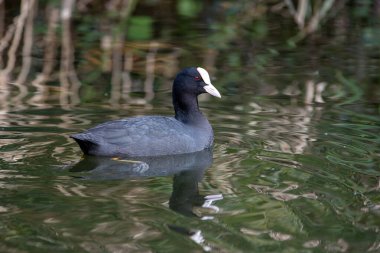 Eurasian coot swimming in a lagoon. Spain clipart