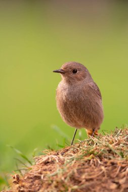 Ormanda yaygın olarak görülen bir kadın. İspanya