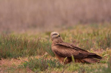 Kara çaylak, Milvus migrans kırsal kesimde tünemiş..