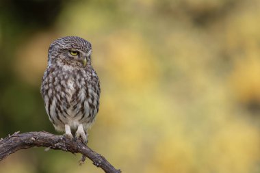 Kukumav, Athene noctua bir dal üzerinde tünemiş..