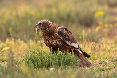 Erkek Batı marsh harrier, sirk aeruginosus çayır arka plan üzerinde.
