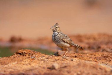 Tarlakuşu bir göletin yanında yere tünemişti. İspanya.