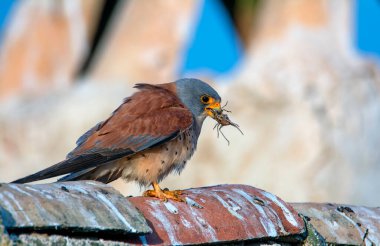 Lesser kestrel with an insect in its beak to feed its young. clipart