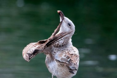 İlk yıl sarı bacaklı martı tüylerini kabartıyor. İspanya.
