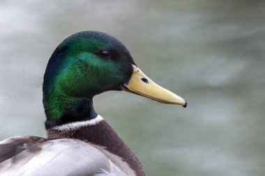 Erkek yaban ördeği portresi. İspanya.