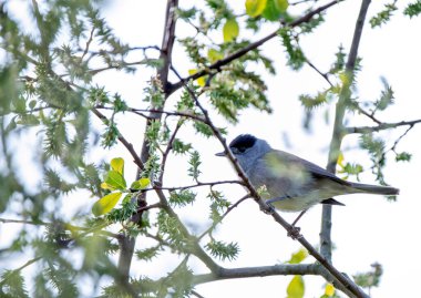 Male blackcap perched in a tree in spring. clipart