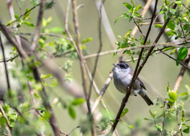 Baharda ağaçta tünemiş erkek siyah başlığı.