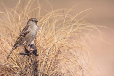 İspanyol Serçesi kahverengi arka planı olan bir dala tünemişti. İspanya.