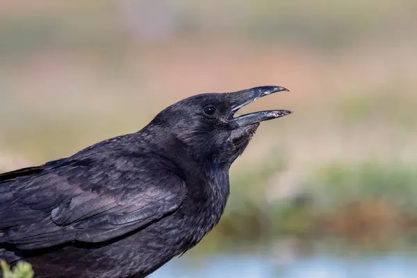 stock image Carrion crow perched in a pond to drink water. Spain.