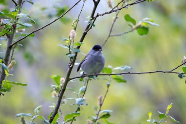 Baharda bir ağaca tünemiş siyah erkek şapkası. İspanya.