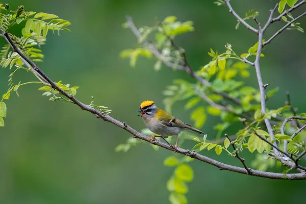 stock image Common firecrest singing on a branch. Spain