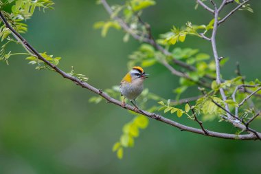 Bir dalda yaygın bir havai fişek şakıması. İspanya