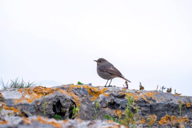 Female black redstart perched in a rock searching for insects. Spain. clipart