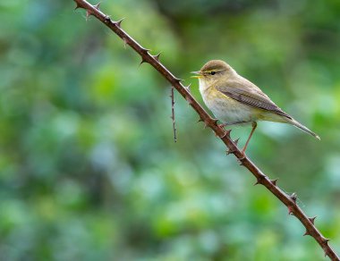 Iberian chiffchaff perched on a branch singing. Spain. clipart