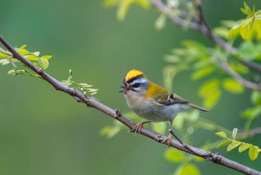 Bir dalda yaygın bir havai fişek şakıması. İspanya
