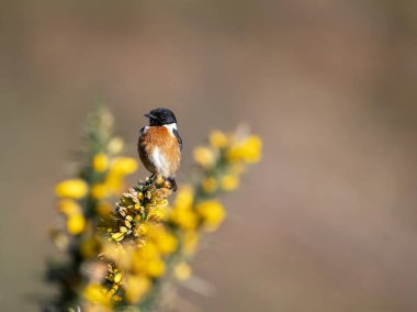 Erkek Avrupalı Taş Adam bir dala tünedi. İspanya