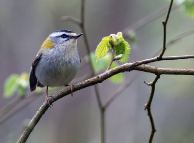 Common firecrest perched on a branch. Spain. clipart