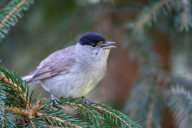 Male blackcap singing on a pine tree. Spain clipart