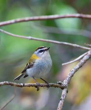 Bir dala tünemiş yaygın bir ateşleme. İspanya.