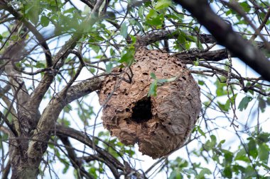 Asian wasp nest, Vespa velutina in a tree. Spain. clipart