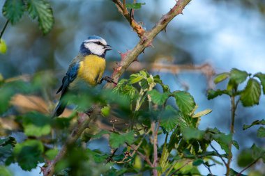 Blue tit perched in some brambles. Spain.