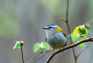 Common firecrest perched on a branch. Spain. clipart