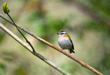 Bir dala tünemiş yaygın bir ateşleme. İspanya.