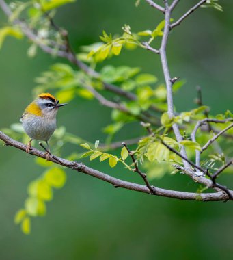 Bir dala tünemiş yaygın bir ateşleme. İspanya.
