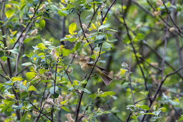 stock image Iberian chiffchaff perched on a branch singing. Spain.