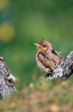 Avrasyalı Köylü kütüğün üzerine tünemiş. İspanya.