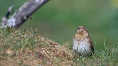 Avrasyalı Köylü yere tünemiş. İspanya.