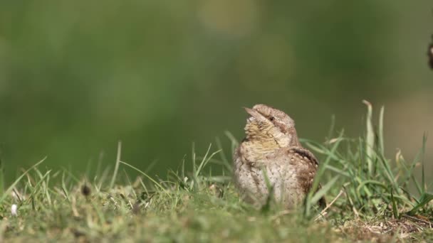 Eurasian Wryneck Perched Ground Spain — Stock Video