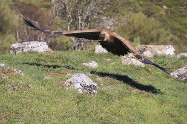Griffon akbabası sahaya iniyor. İspanya.