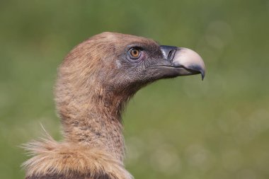 Çayırdaki bir griffon akbabasının çok yakın bir portresi. İspanya.