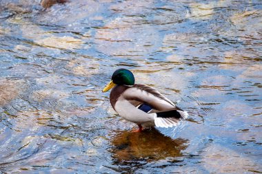 Gölette erkek yaban ördeği. İspanya.