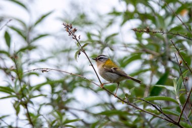 Bir dala tünemiş yaygın bir ateşleme. İspanya.