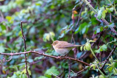 Iberian chiffchaff perched on a branch. Spain. clipart