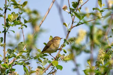 Bir dala tünemiş İber şifonu. İspanya.