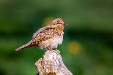 Avrasyalı Köylü kütüğün üzerine tünemiş. İspanya.