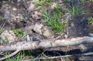 Meadow Pipit yerde bir dala tünemişti. İspanya..