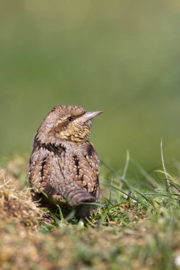 Eurasian Wryneck perched on a ground. Spain. clipart