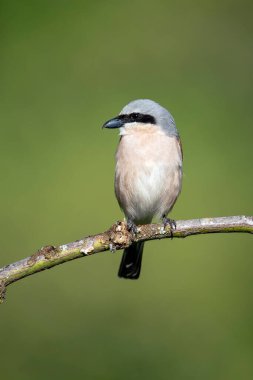 Erkek kırmızı sırtlı örümcekkuşu bir dala tünemiş. İspanya