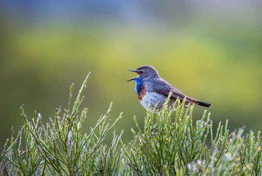 Erkek Bluethroat bir Heathland 'de şarkı söylüyor. İspanya.