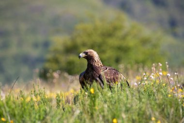 Altın kartal tarlada otların arasında tünedi. İspanya.