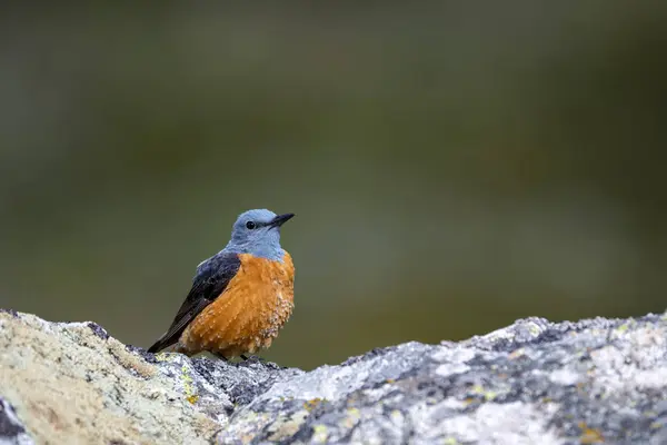 stock image Male common rock thrush perched on a rock. Spain