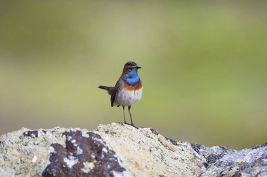 Mavi boğazlı erkek yeşil arka planlı bir kayanın üzerine tünemiş. İspanya.