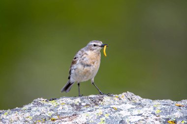 Su çukuru, anthus spinoletta ve gagasında bir bez parçası. İspanya.